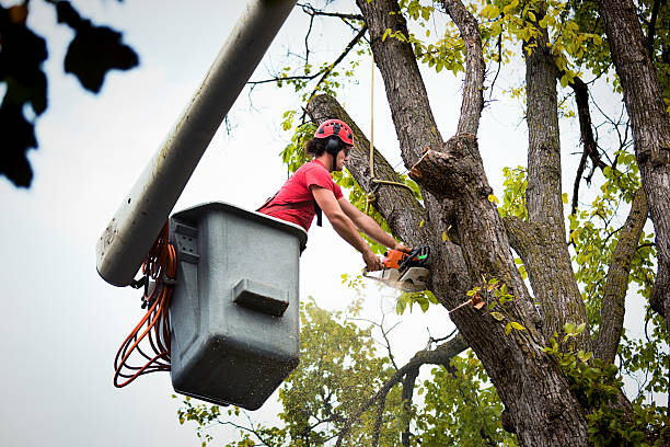 Best Leaf Removal Services  in East Mountain, TX